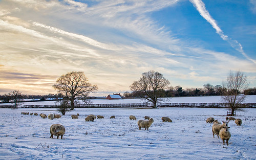 snowscenes hampshire sheep farming livestock lateafternoon sunsetting
