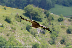 Griffon vulture 29