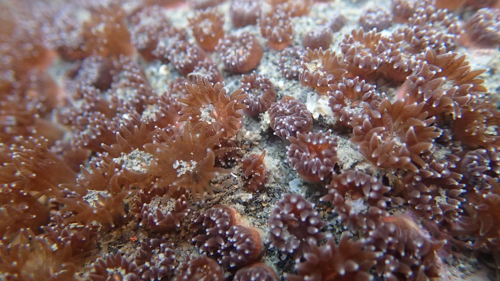 保育類柴山多杯孔珊瑚在大潭藻礁