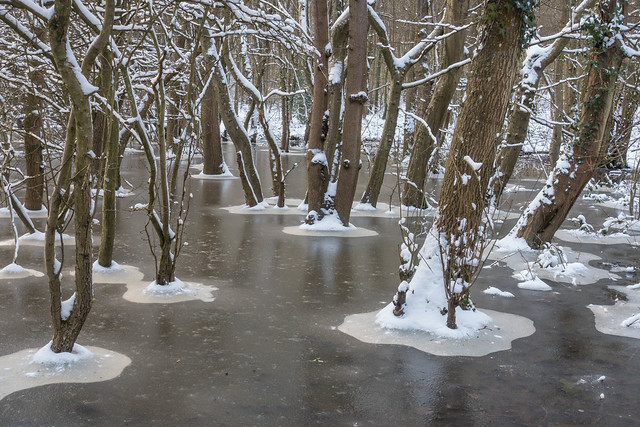 Trees on ice