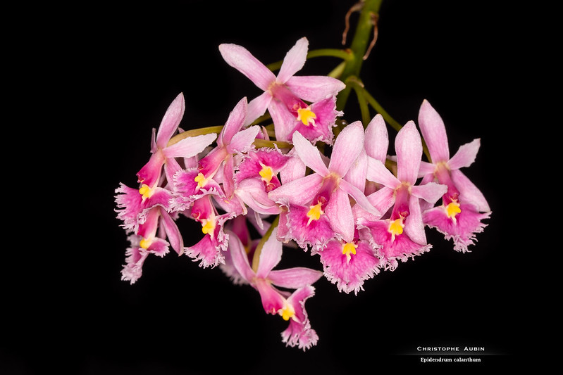 Epidendrum calanthum 50956297996_9a96b9ef29_c