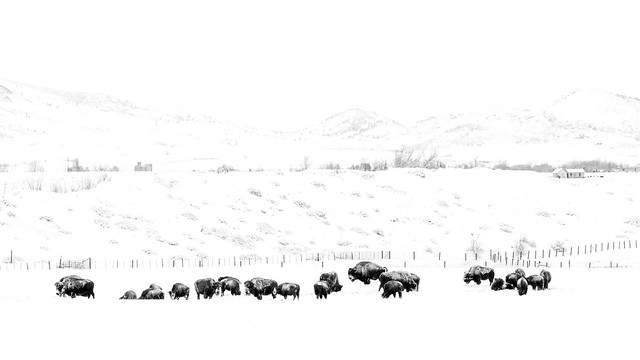 Bison Herd (redux to high key)