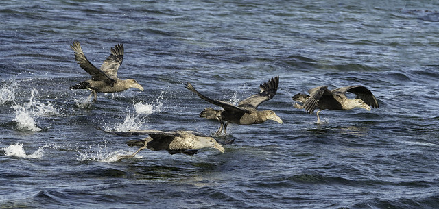 Sourthern Giant Petrels Running on Water to Take-off at the Settlement, Saunders Island - Falklands 103