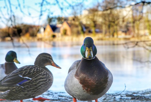 wintertime @ Abdij van Park - Heverlee