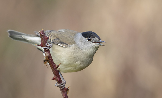 Sylvia atricapilla (Blackcap)