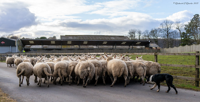 Border collie sheep herding