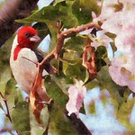 The Singer Cardinal