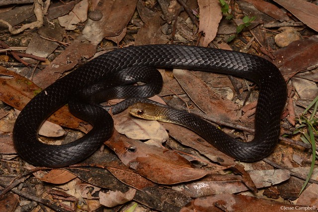 Marsh Snake (Hemiaspis signata). Central Coast, NSW