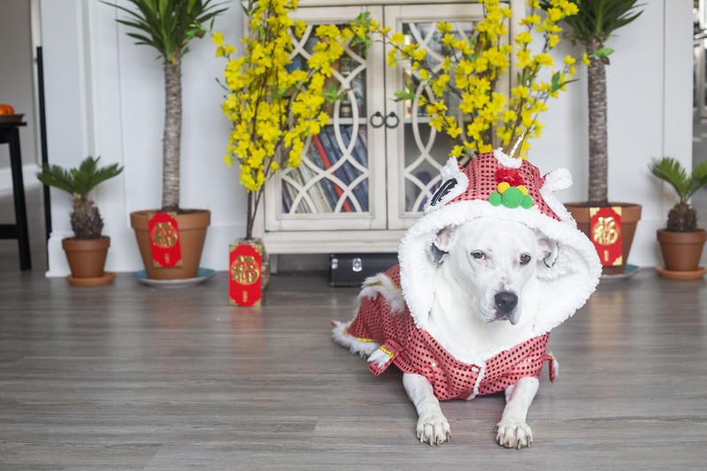 Sunny the Pitbull Lunar New Year 2021 Year of the Metal Ox, Photo by Tuyen Chau