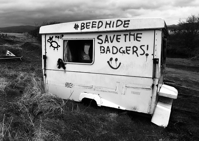 #BEEDHIDE - SAVE THE BADGERS