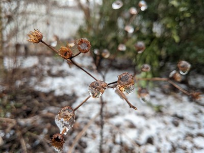 Ice balls on dead flowers