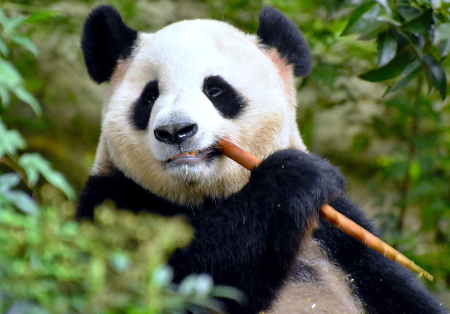 Cute giant panda snack time