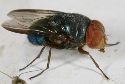 insect diptera fly calliphoridae chrysomyinae chrysomya chrysomyamegacephala orientallatrinefly inaturalist texas lrgv canonefs60mmf28macrousm flydayfriday