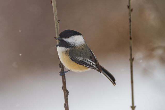 Black-capped Chickadee