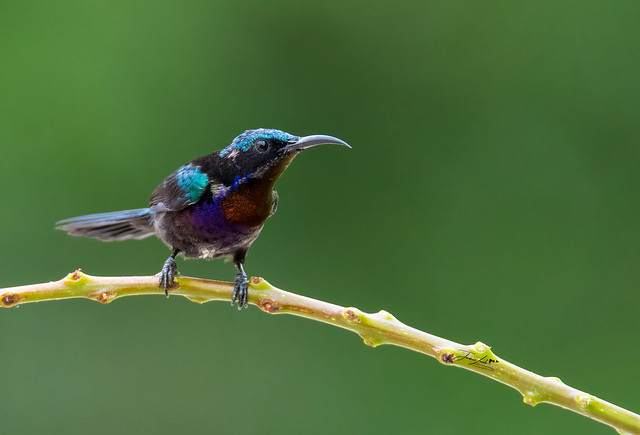 Bird in Vietnam - Copper throated Sunbird