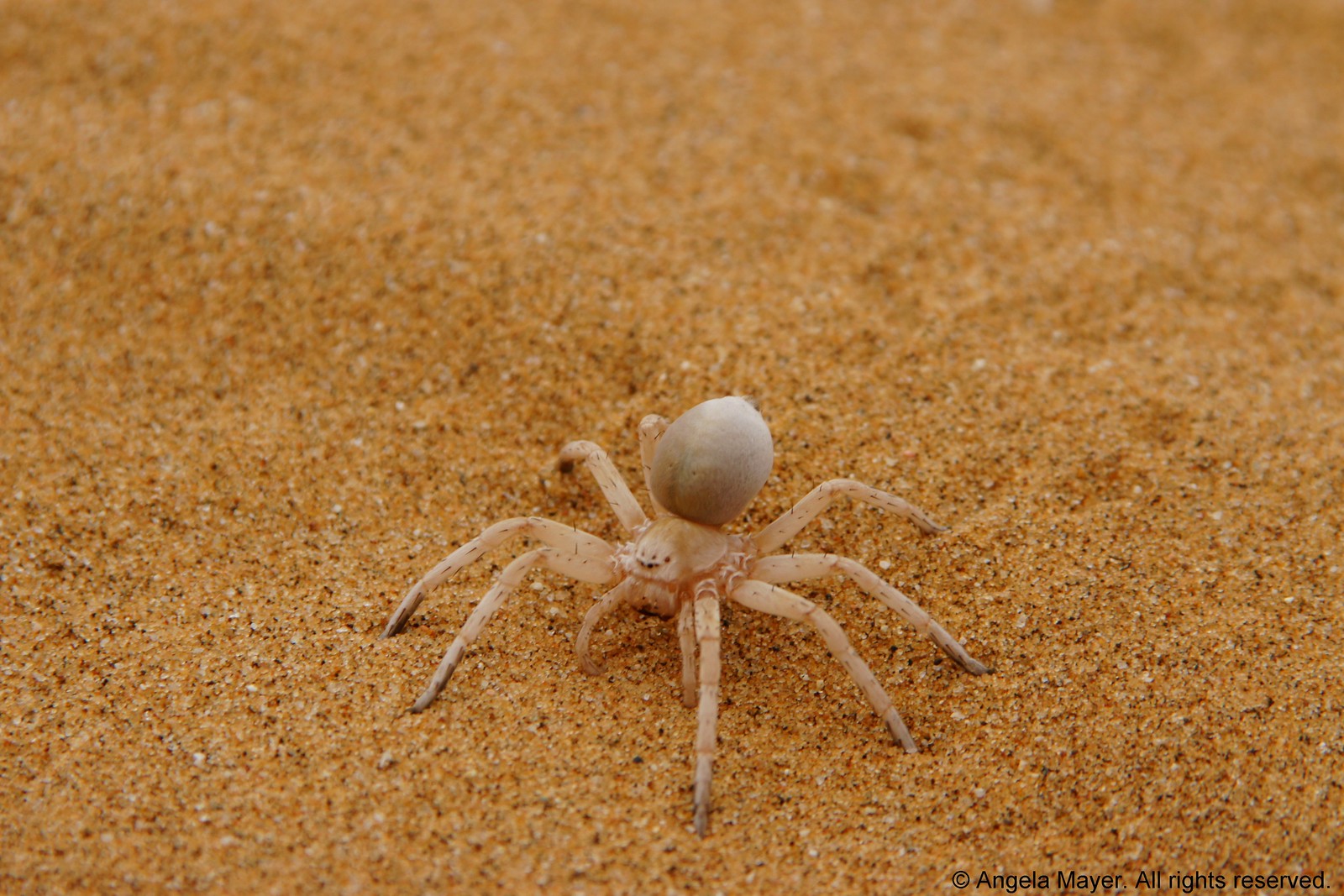 Cartwheeling spider (Dancing White lady)