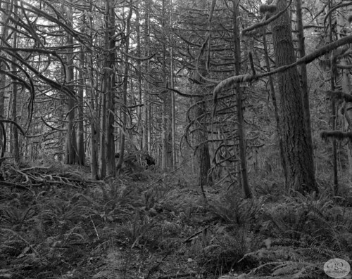 brightwood oregon barlowtrail barlowtrailwayside trees moss decay garyquay garylquay film filmphotography deardorff 8x10 bergger kodak goerz ferns pacificnorthwest westernusa blackandwhite usa