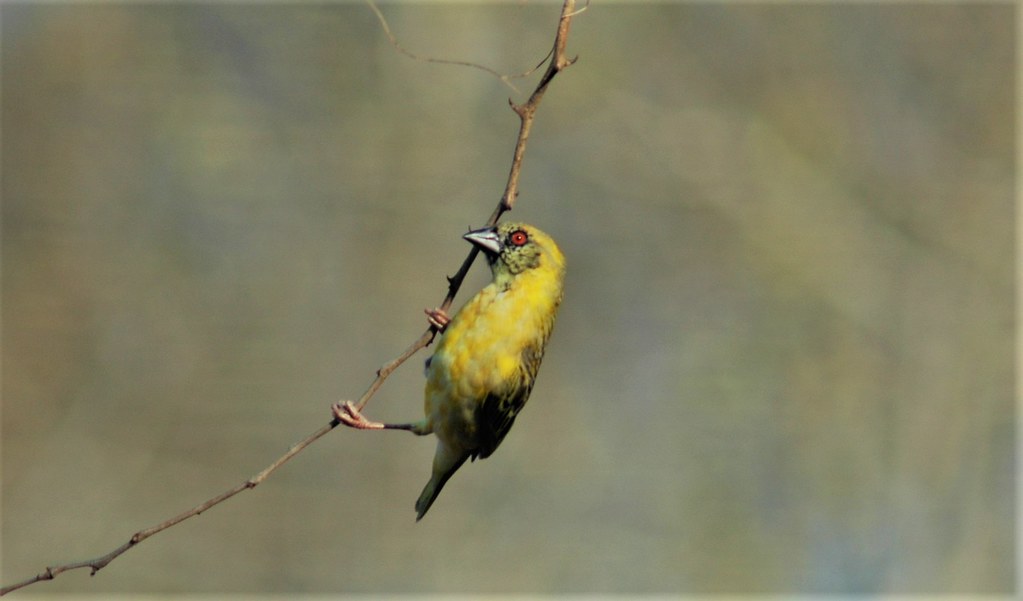 Yellow bird - Sabi Sands, South Africa