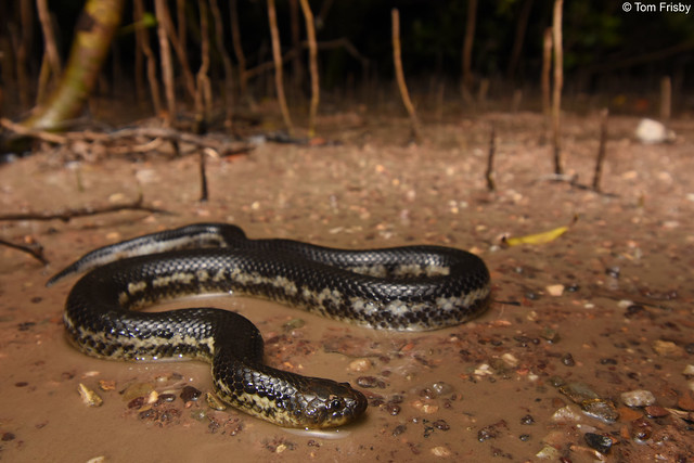 Fordonia luecobalia (White-bellied Mangrove Snake)
