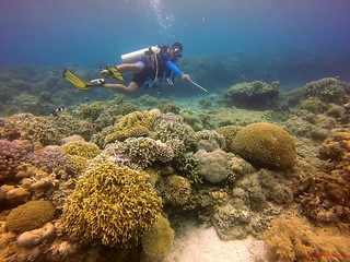 Scuba diving in Balicasag | by Adrenaline Romance