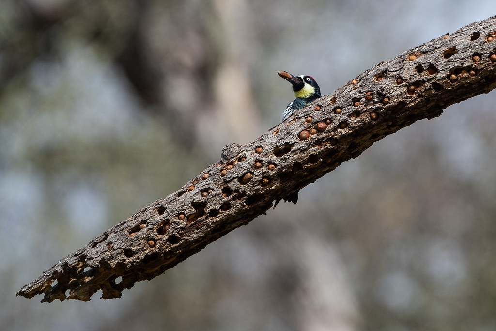 Acorn Woodpecker with an acorn to be added to the trove of acorns on a granary tree