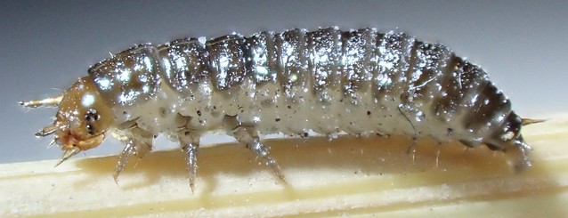 Tenebrionoidea sp larva