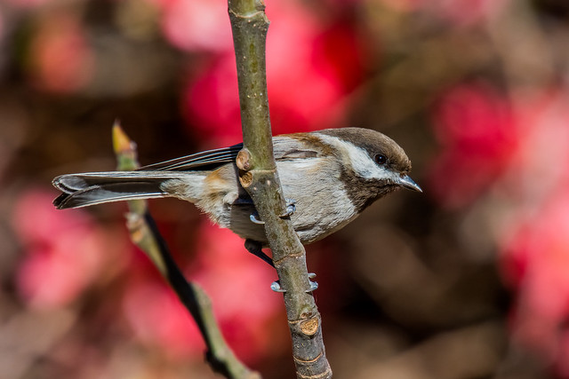 Chestnut-backed Chickadee Always On The Move