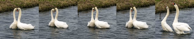 swans in love