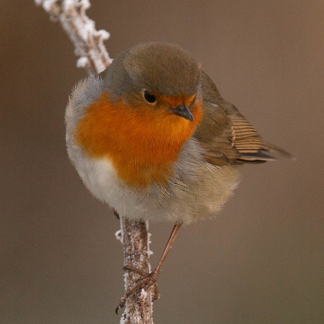 Robin on a frosty New Years Day at Keyhaven