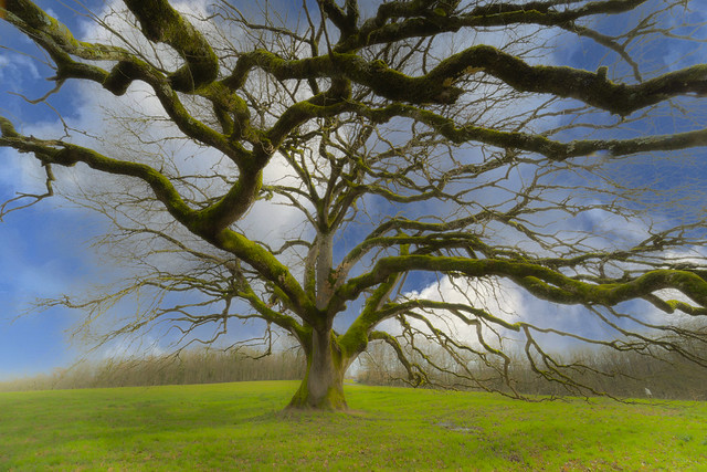 the shire oak