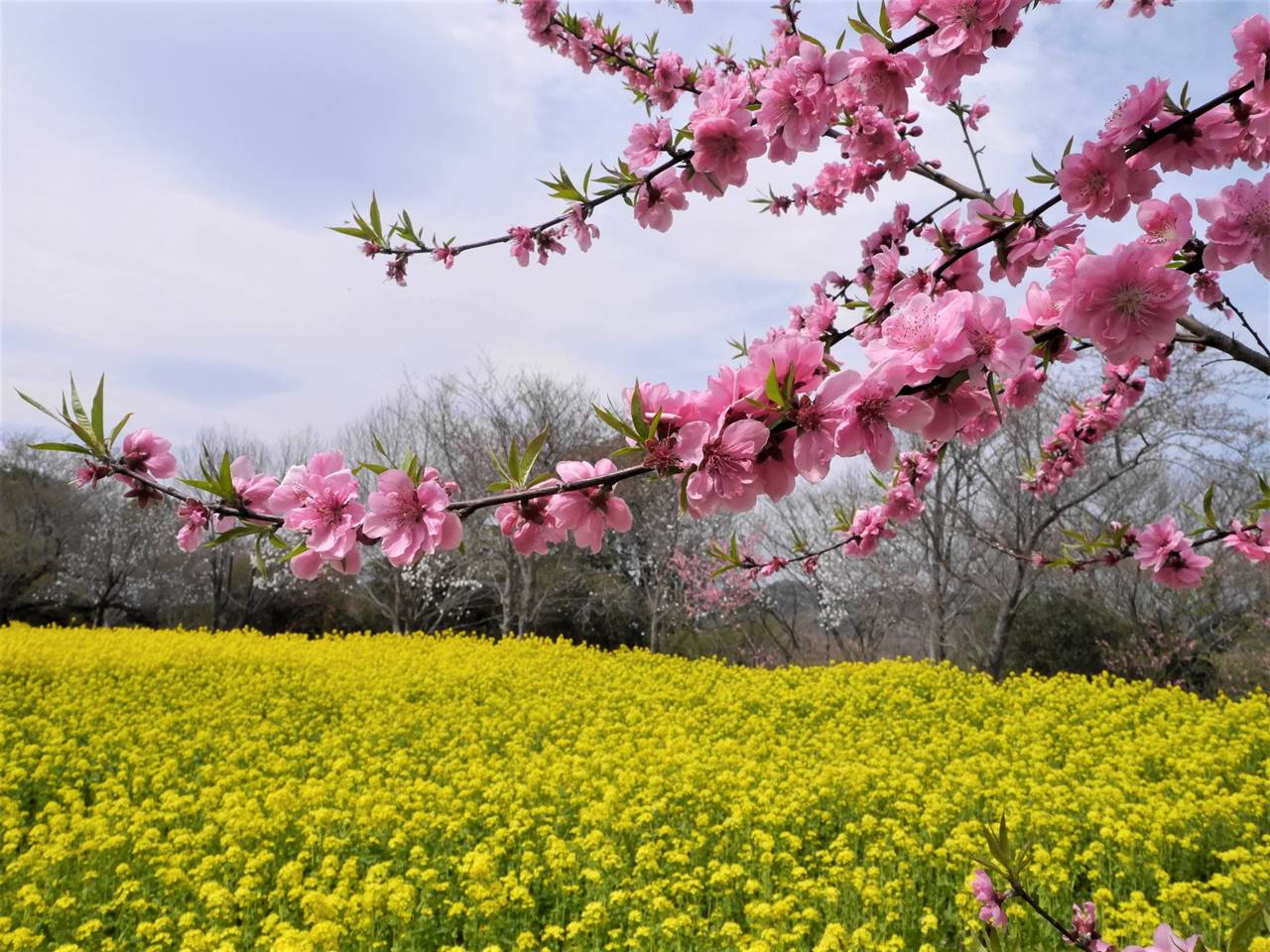 【三浦半島】大楠山 桜と菜の花満開の春の登山
