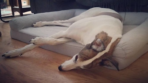 Greyhounds are weird. I do not understand how this is comfortable. #Cane #dogsofinstagram #greyhound #greyhoundsofinstagram