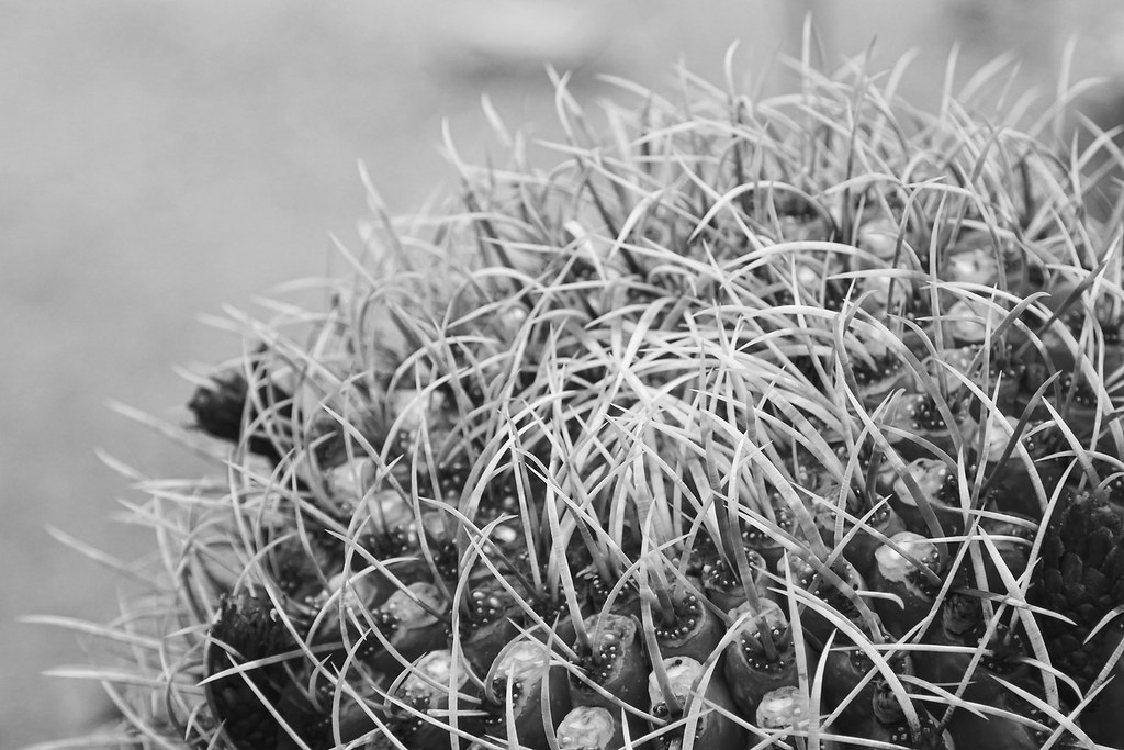 Barrel Cactus Monochrome