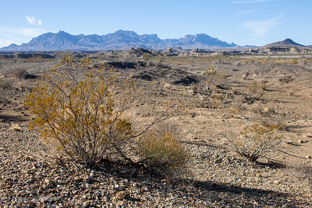 Creosote Bush and the Chisos Mountains