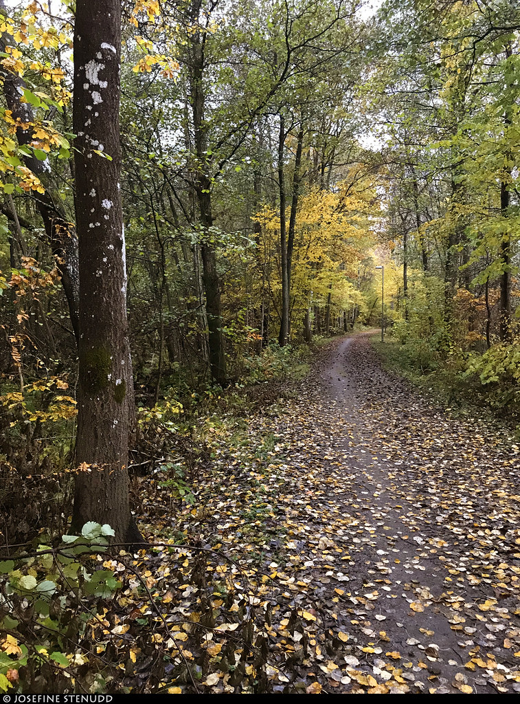 20191017_i1k Autumn forest trail along the railroad between stations Aspedalen & Aspen | Lerum, Sweden
