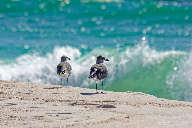 DSC_8623_Laughing Gull, Navarre Beach, Florida