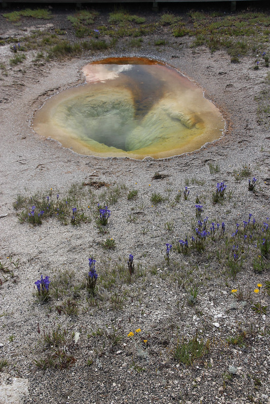 Hot Spring, Blue/green and orange this time. Wildflowers.