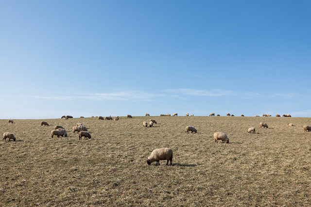 Sheep - Limburg | Februari - 2021