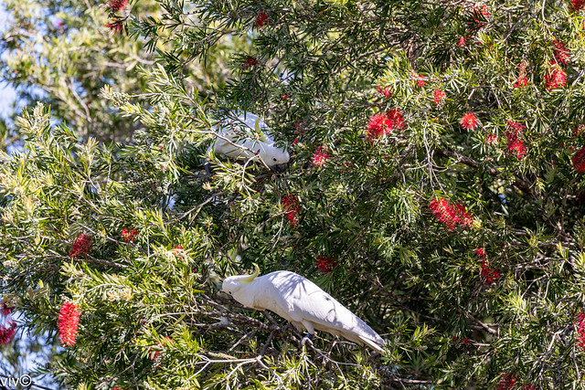 Cockatoos feasting on Bottlebrush tree