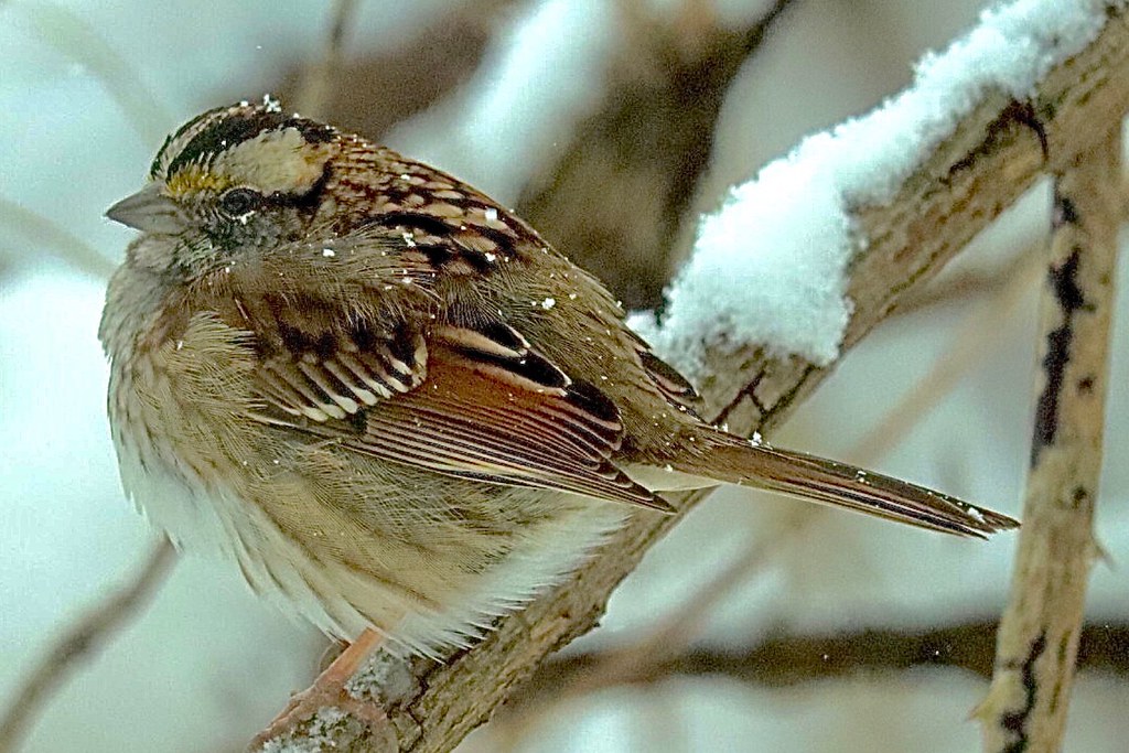 White-Throated Sparrow, tan-striped form Tinker Nature Park Henrietta, NY