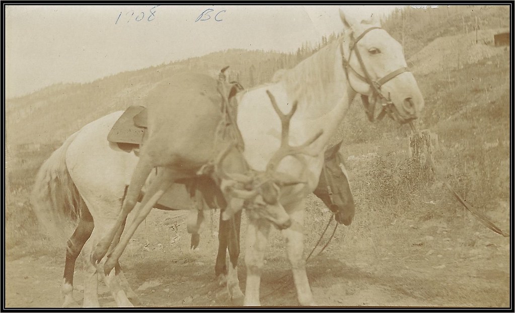September 1908 Real Photo Postcard - Edward Oscar Boak / Packing Deer On A Saddle / Deer Hunting