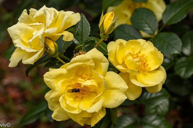 Beautiful Flower Carpet Roses with Hoverfly admirer in our garden