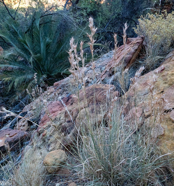 Hardy wild grass survive on rocky arid terrain, Northern Territory, Australia