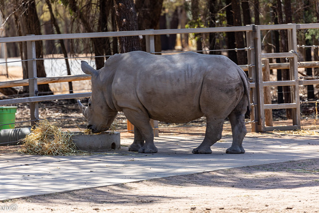Adult single horned Rhinoceros feeding