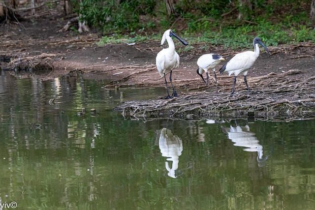 Gathering of Spoonbill and Ibises at wetland