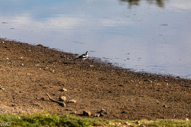 Adult Magpie Lark foraging for food around wetland