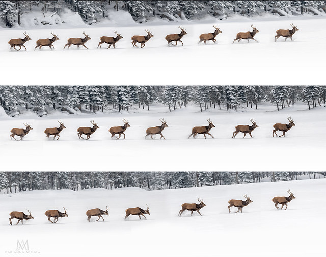stag run sequence