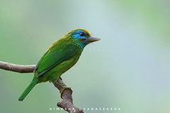 Yellow-fronted barbet (Megalaima flavifrons)