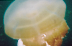 Snorkeling in Jellyfish Lake-000046
