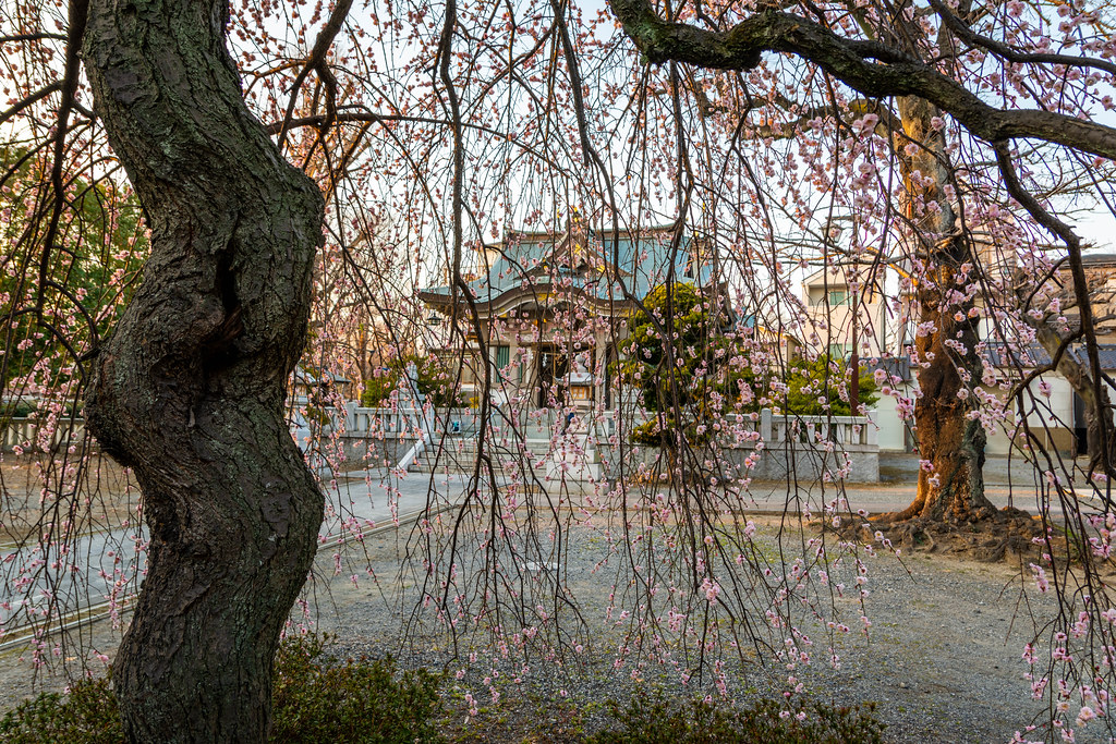 Five views of Hikawa Shrine Weeping Plum Blossom #3